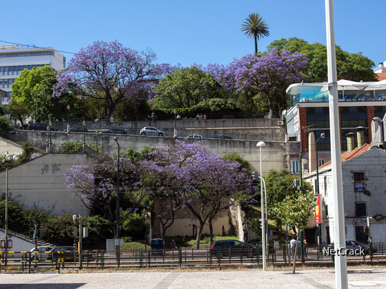 Lila Bäume in Lissabon